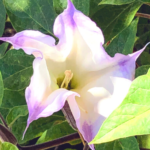 datura august white flower purple edges