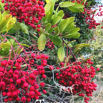 toyon berries red green leaves