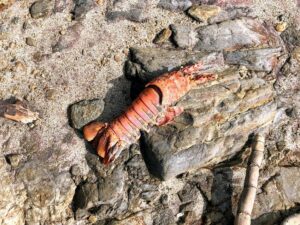 CA spiny lobster san diego salt water fishing