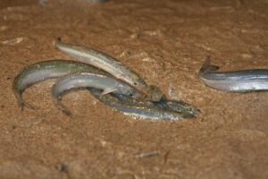 Grunion run fish silver sand