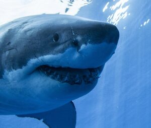 guadalupe island great white shark face 1024px