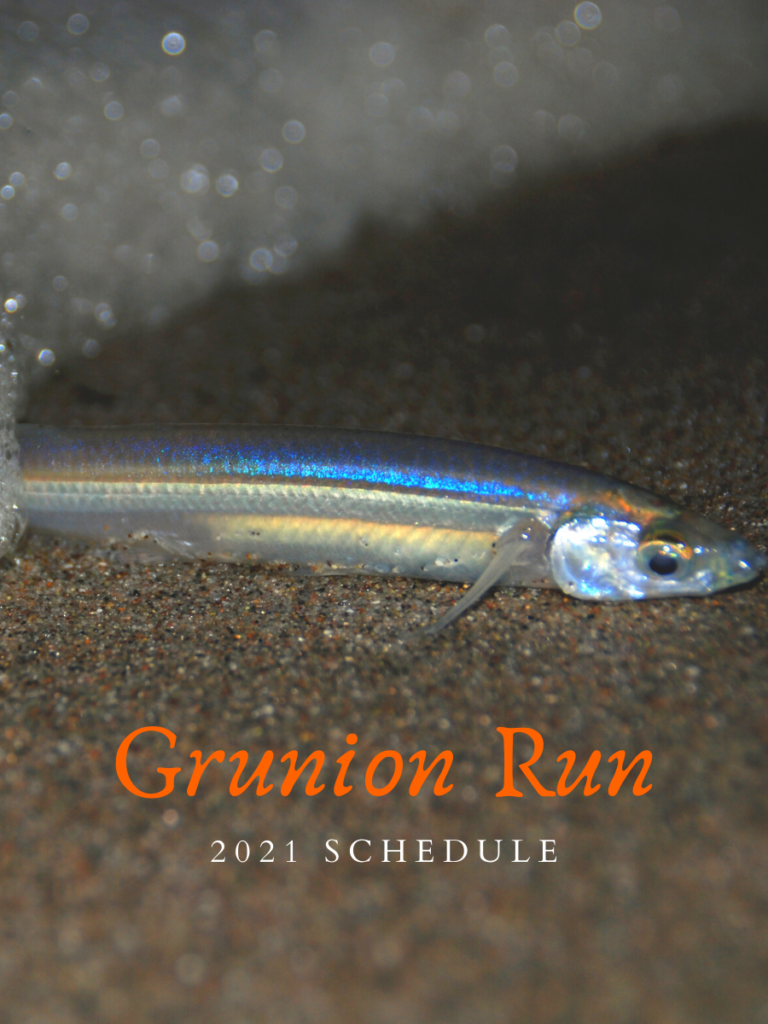 2021 Grunion Run Schedule San Diego Beach Secrets
