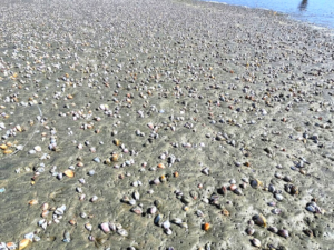 bean clams sandy beach oceanside