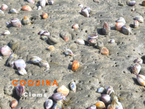 coquina clams oceanside harbor beach