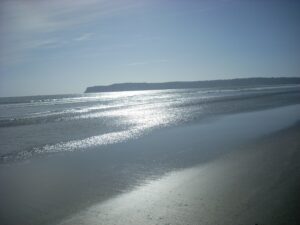 coronado dog run beach wet sand ocean