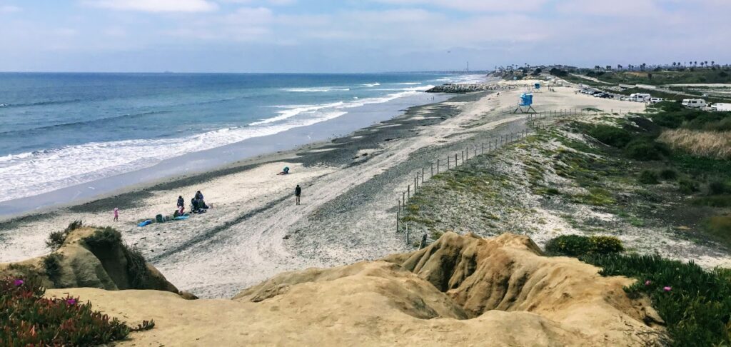 beach evening primrose south ponto beach carlsbad