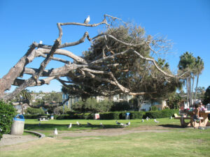 Kellogg park la jolla shores beach