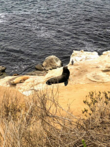 CA sea lion la jolla bluffs