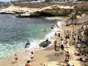 people sea lion la jolla cove august