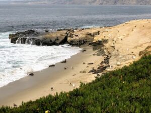 point la jolla california sea lions