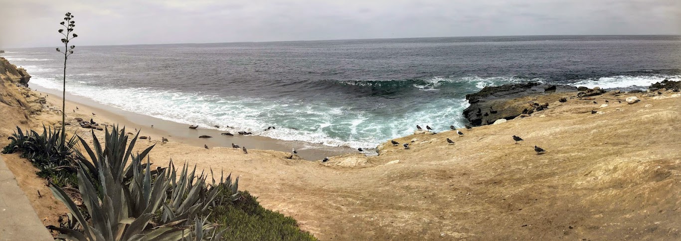 sea lions pano point la jolla