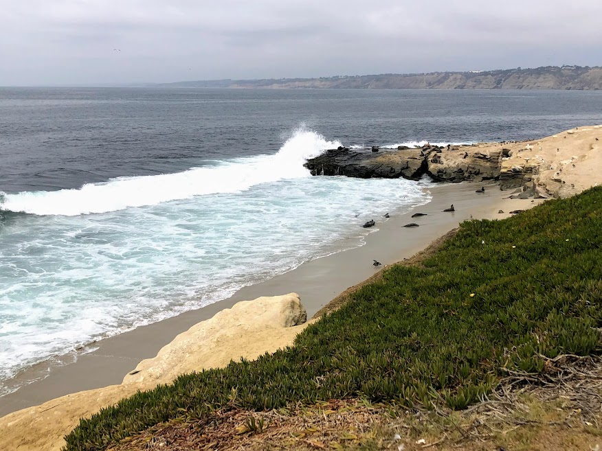 wave sea lions point la jolla rookery