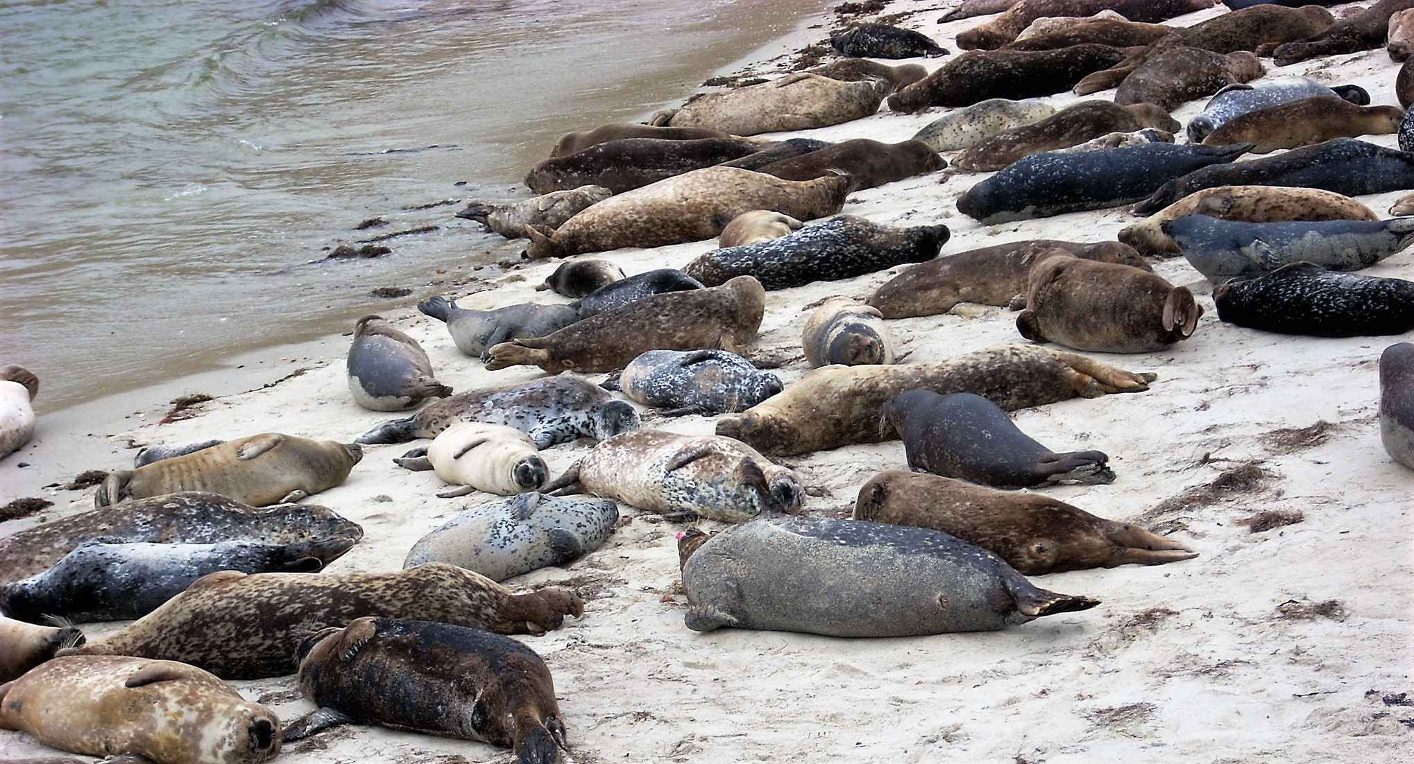 Checking Out The La Jolla Harbor Seals San Diego Beach Secrets