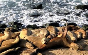 california sea lions la jolla 2020
