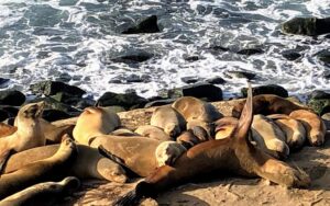 Seals, Sea Lions and Sea Caves, La Jolla, CA – On the Loose Live