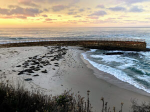 Checking out the La Jolla Harbor Seals – San Diego Beach Secrets