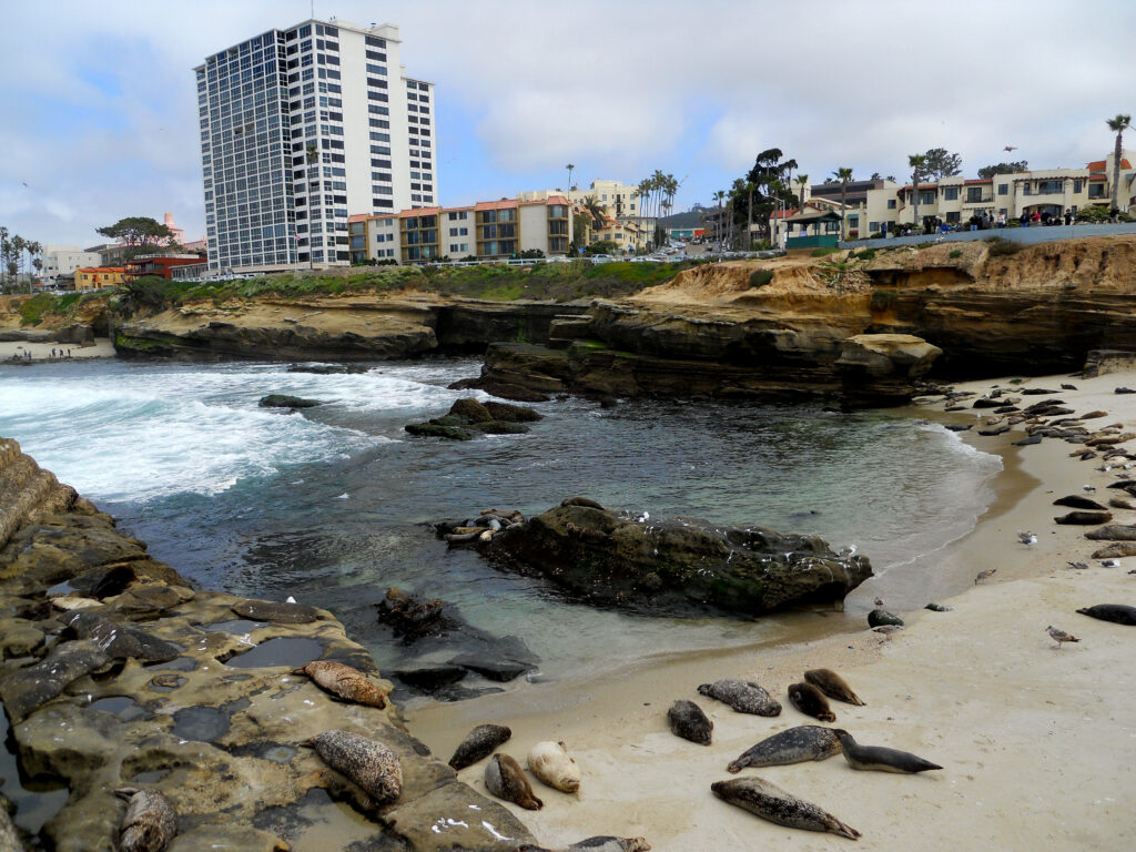 Checking out the La Jolla Harbor Seals – San Diego Beach Secrets