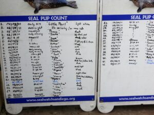 harbor seal baby chart 3 28 11 childrens pool