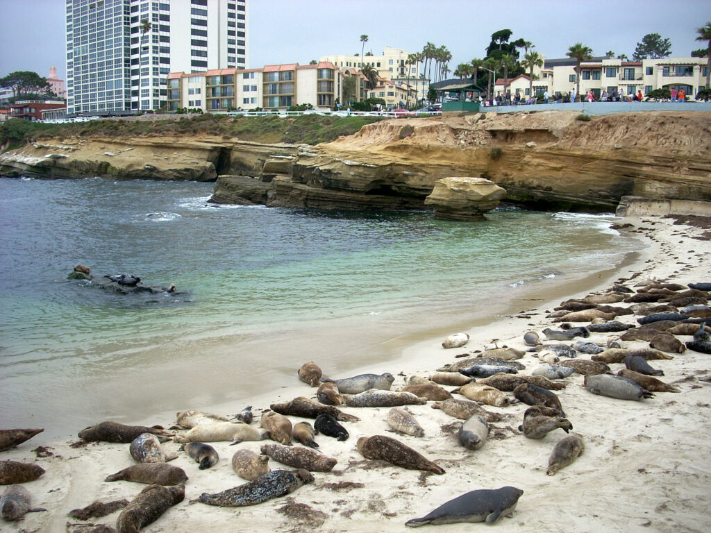 la jolla cove san diego seals