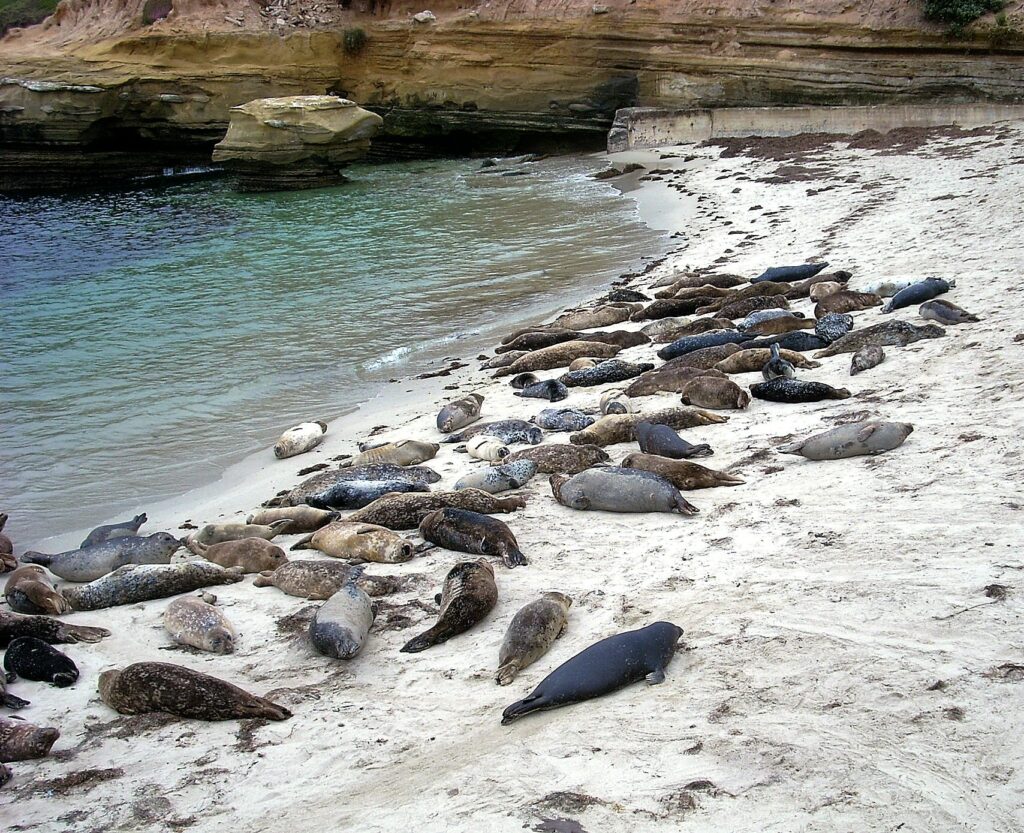 harbor seals childrens pool la jolla