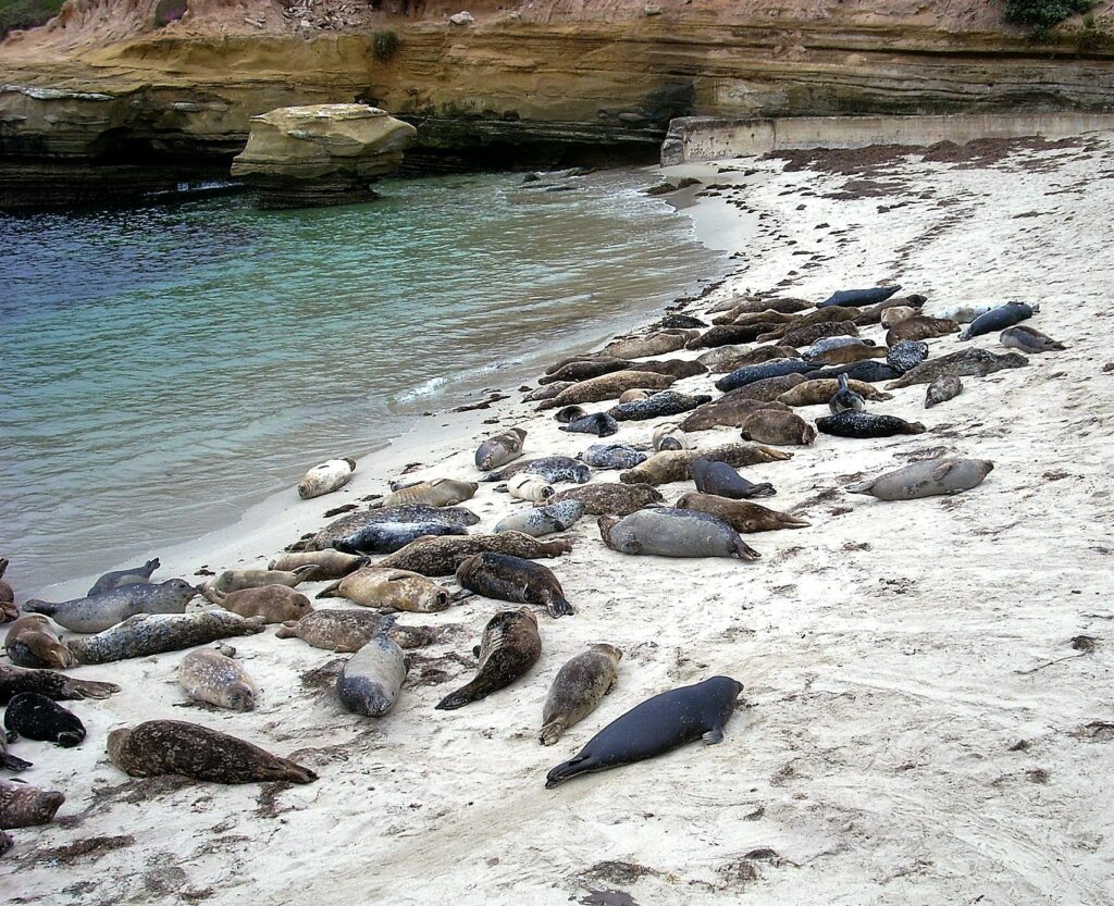 Checking out the La Jolla Harbor Seals – San Diego Beach Secrets