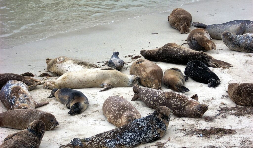 Harbor seals may 30 09 childrens pool la jolla