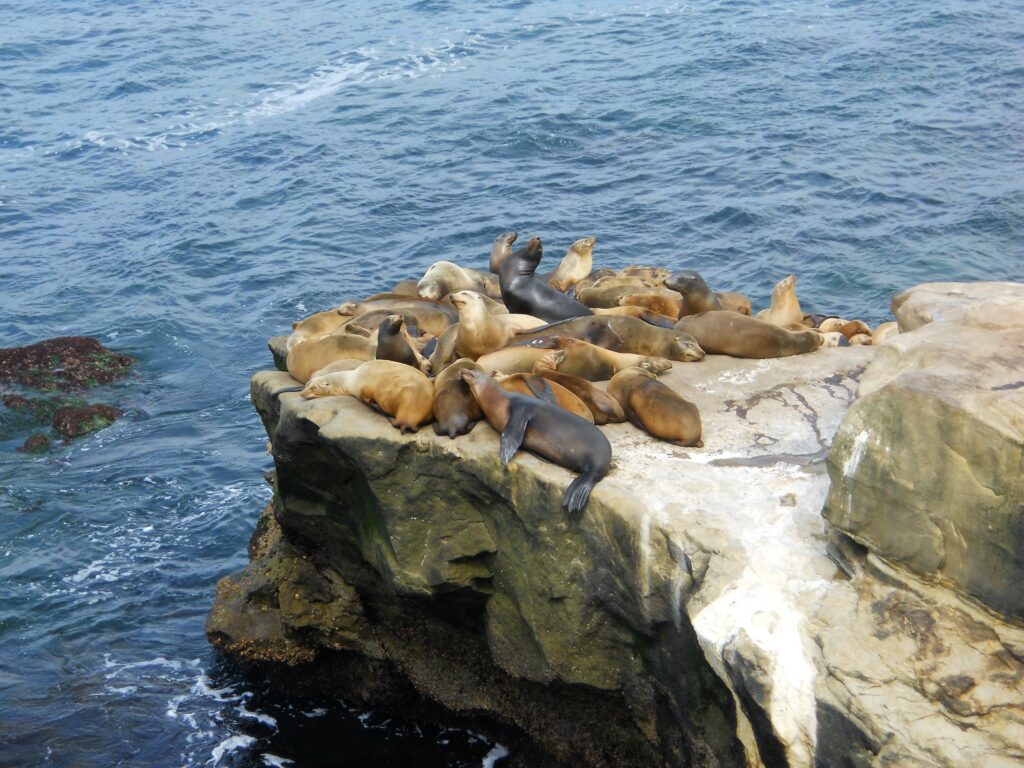 sea lions rock la jolla coastline