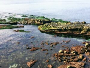 sea lions la jolla low tide water 