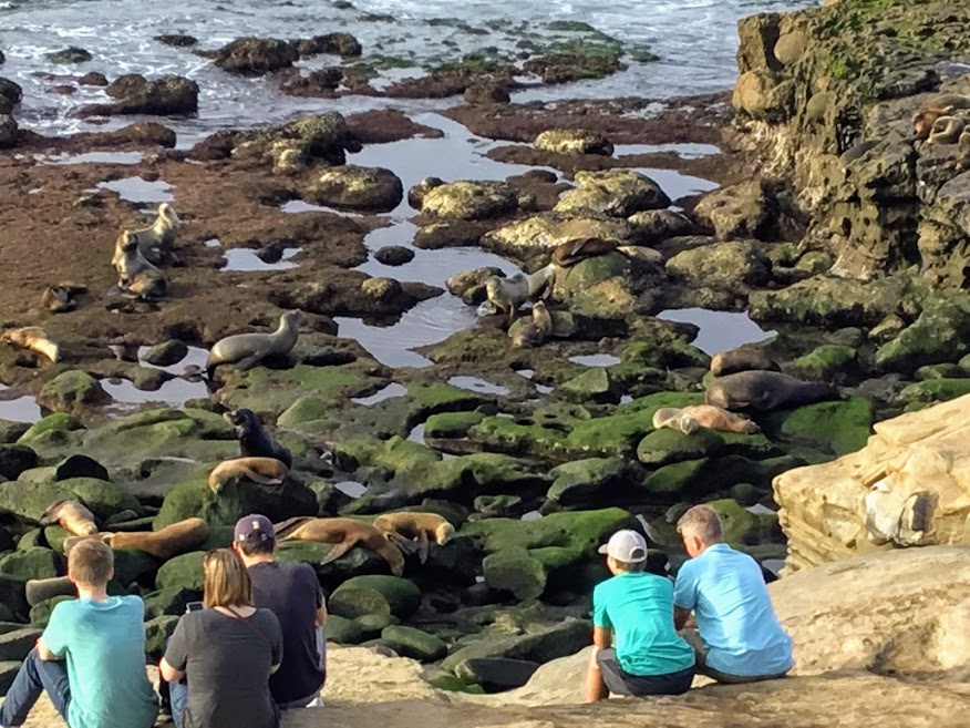 The point la jolla people california sea lions