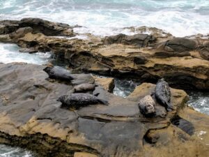 five harbor seals la jolla south casa beach