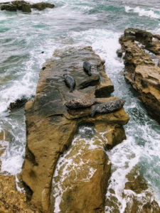 harbor seals rocks ocean waves