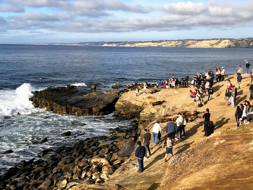 la jolla point 1 1 2020 people sea lions