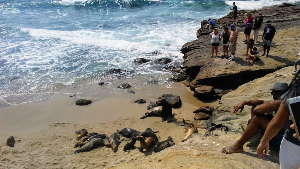 sea lions people la jolla san diego