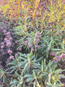 black sage plant leaves flowers