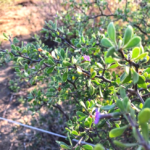 CA Boxthorn bush Famosa Slough plants