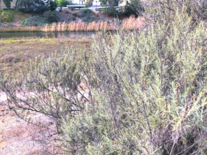 California Sagebrush bush north channel Famosa Slough