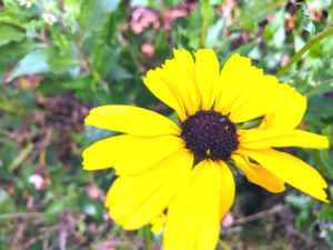 California sunflower north channel famosa slough