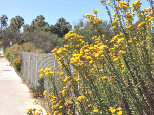 coastal goldenbush San Diego sidewalk fence
