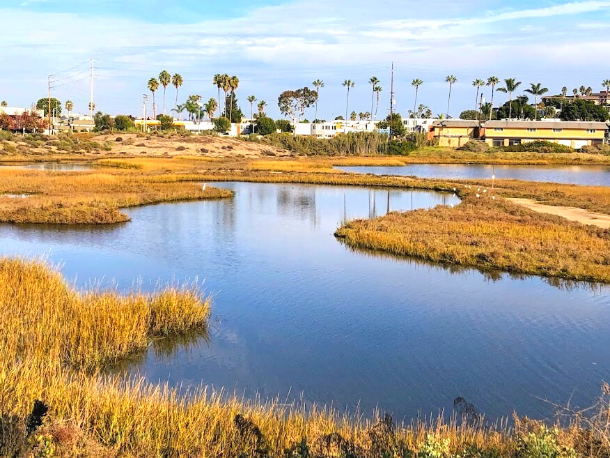 Egrets Famosa Slough saltwater marsh