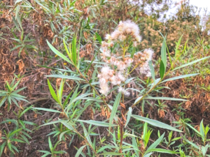 Mule Fat flowers north famosa slough