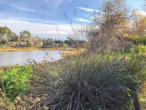 spiny rush plant southern famosa slough