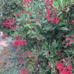 Toyon berries tree trail Famosa Slough