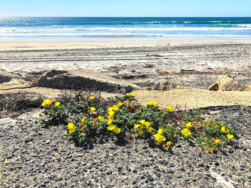 cardiff state beach south encinitas