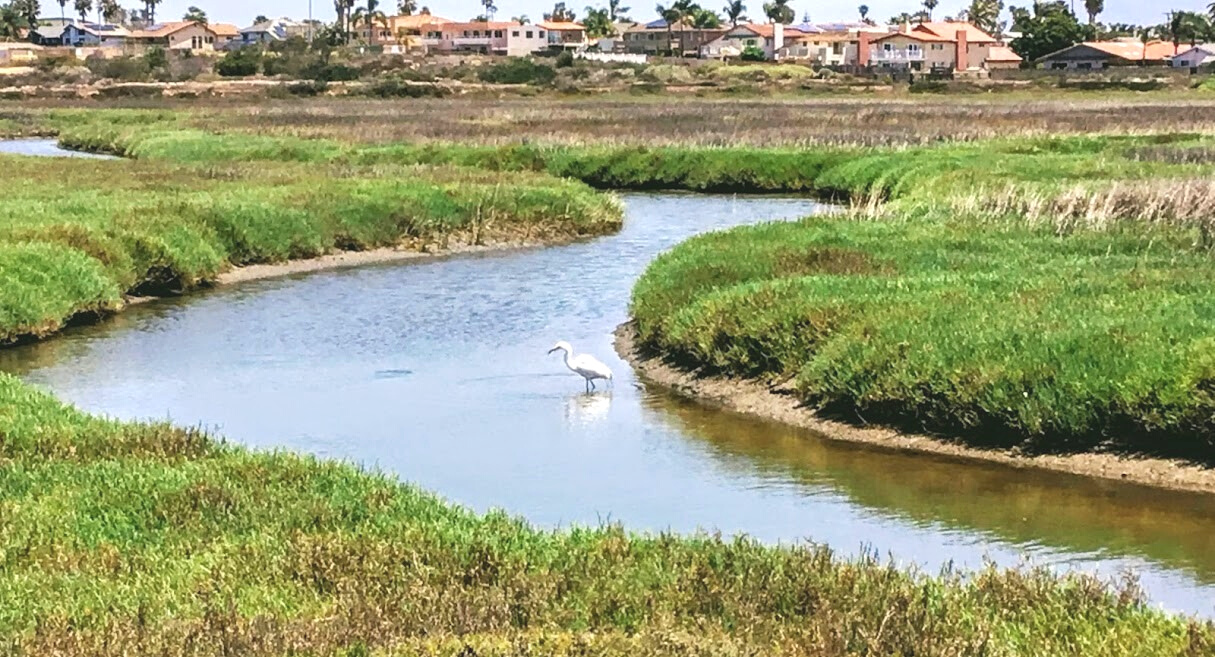 great egret tijuana estuary imperial beach