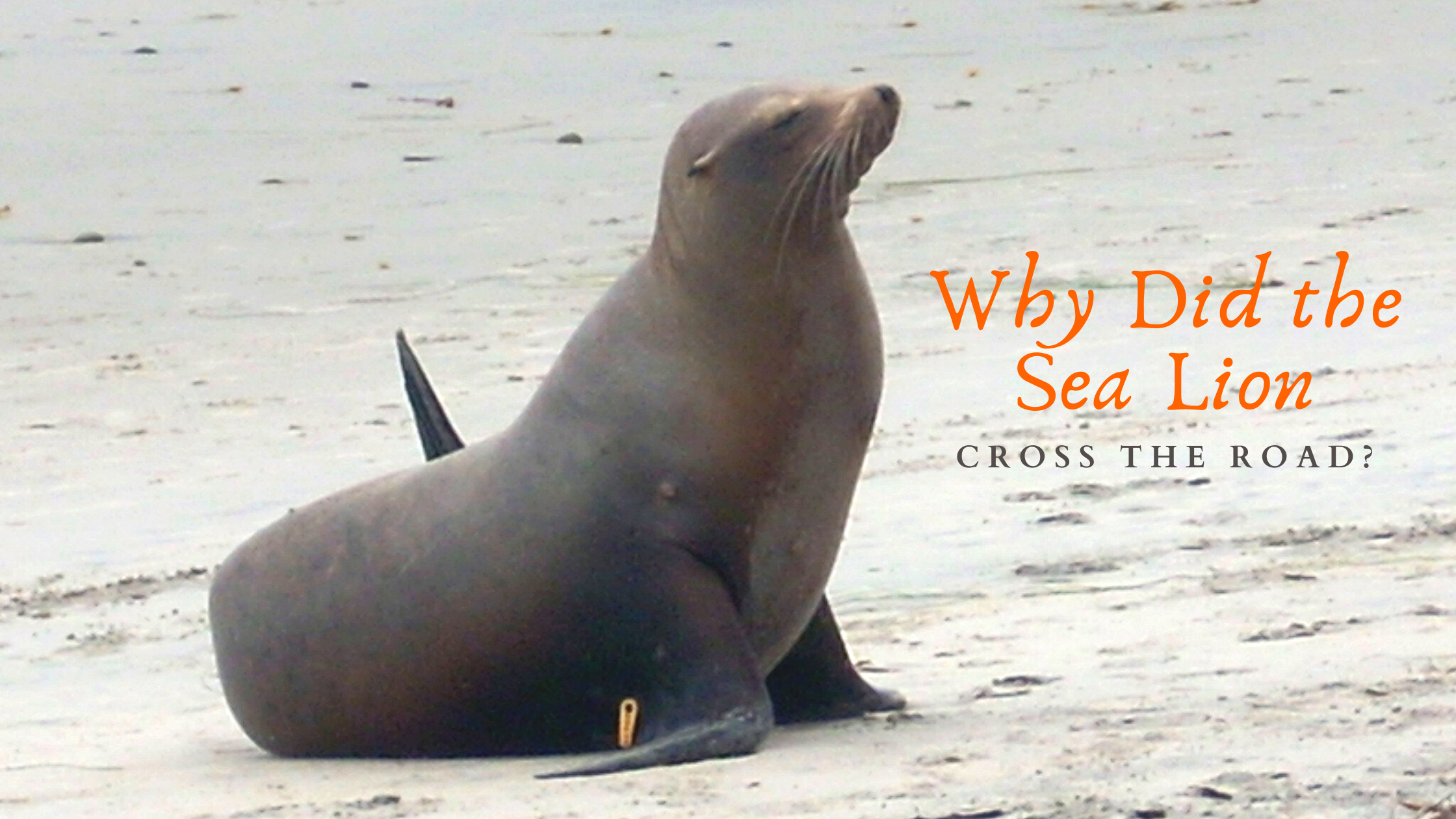 San Diego boldly moved to rid popular beach of a horrible and dangerous  invasive species to protect native sea lions