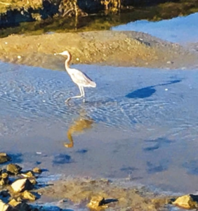 Reddish egret san diego river estuary