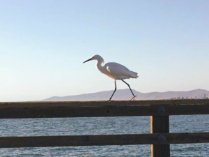 Snowy Egret walking pier railing