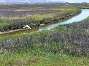 Tijuana estuary egret san diego bird festival field trip