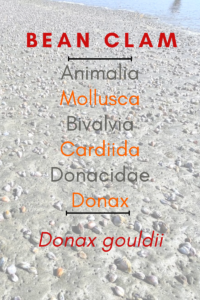 bean clam poster donax gouldii