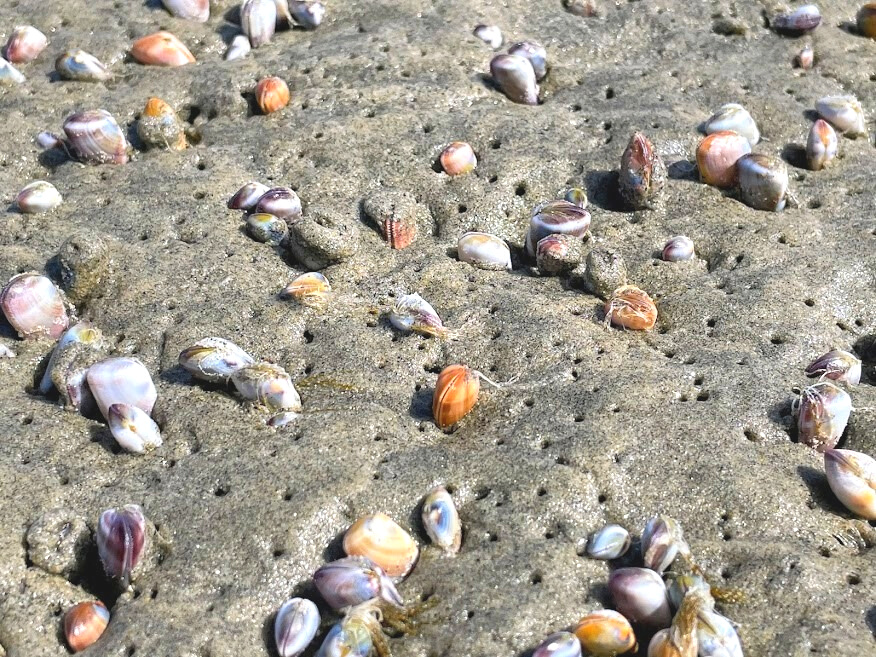bean clams oceanside harbor beach